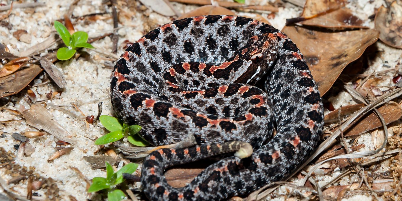 Florida's Venomous Snakes - Florida RV Trade AssociationFlorida RV
