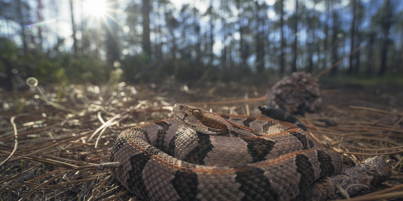Snake Trade Associations Reference: Florida S Venomous Snakes Florida Rv Trade Associationflorida Rv