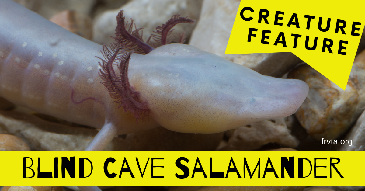 Creature Feature The Blind Cave Salamander Florida RV Trade