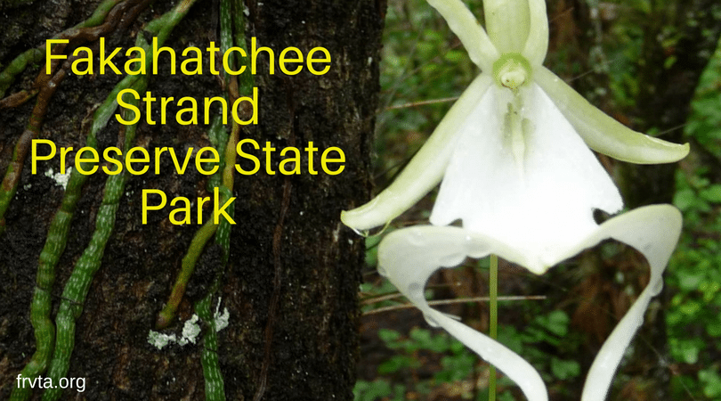 Rare flowers, Ghost orchid, Rare orchids