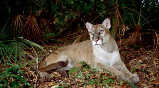 Where to See the Florida Panther