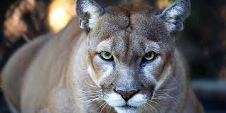 16 Facts About Florida Panthers 